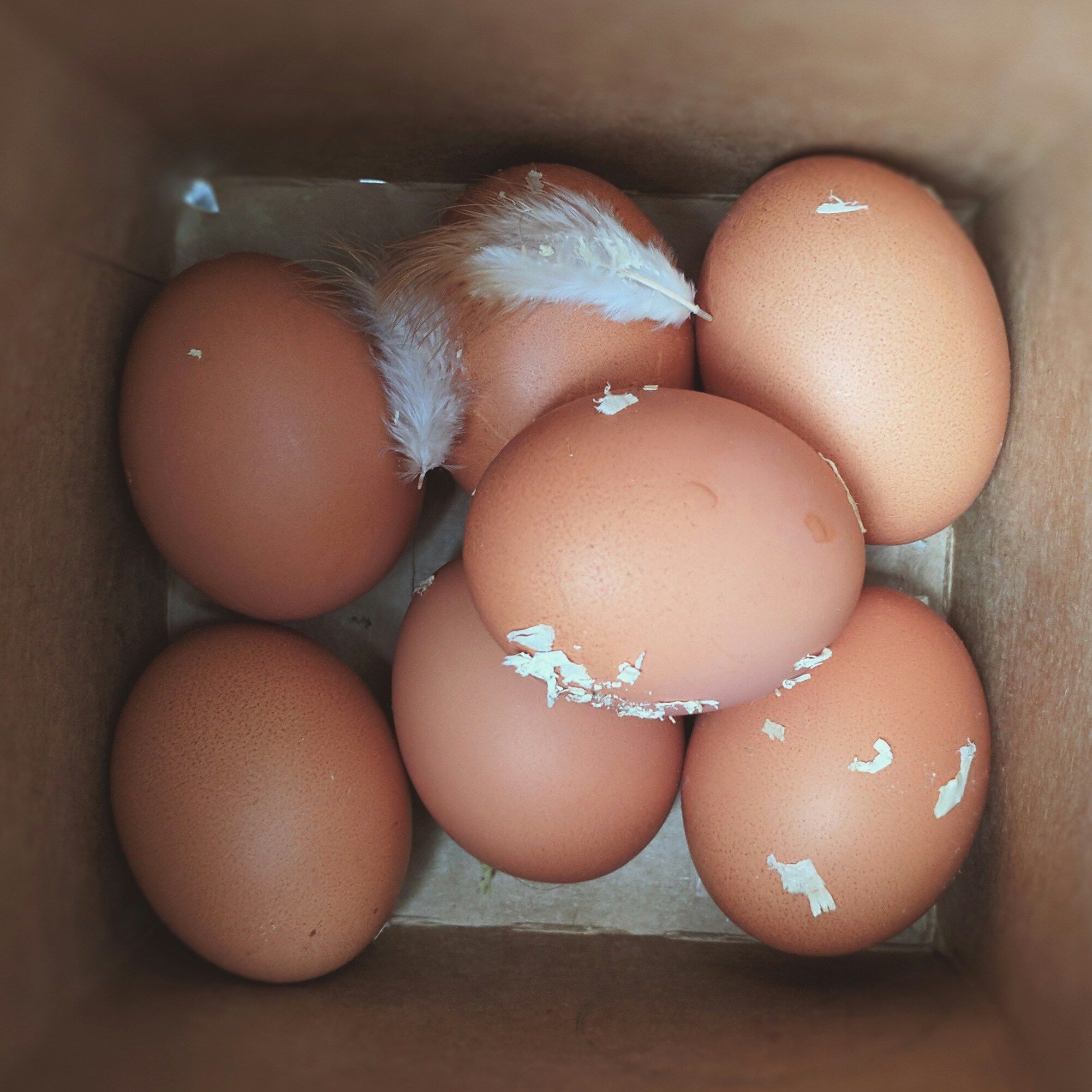 <b>CAN DOGS EAT EGGS &ndash; AND SHOULD I ADD IT TO THEIR FOOD? ?</b><br><br>Eggs are safe and nutritious for your dog, but there are risks to look out for too&hellip;</br>